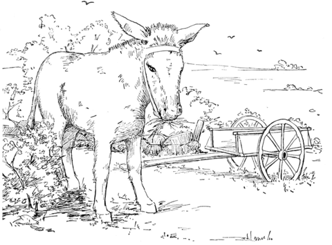 Donkey 13 Coloring Page